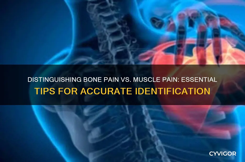 how to different bone pain and muscle