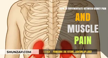 Kidney Pain vs. Muscle Pain: Key Differences and Symptoms Explained