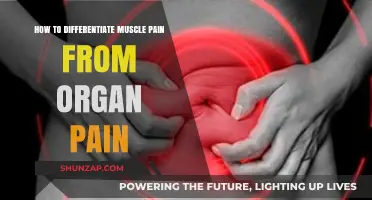 Muscle Pain vs. Organ Pain: Key Differences and Symptoms Explained