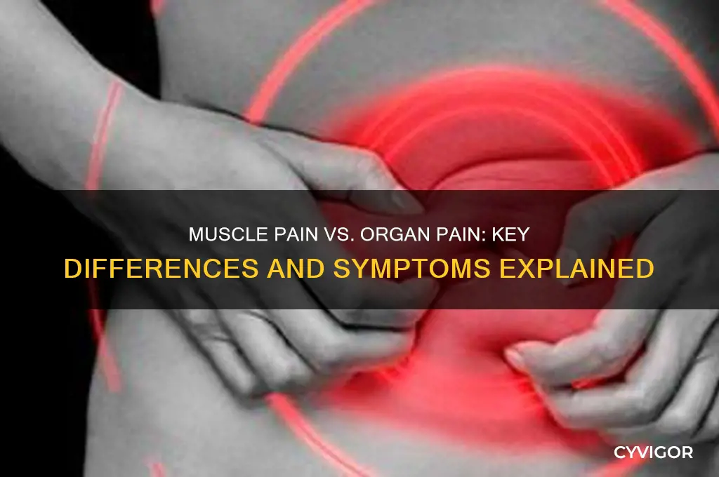how to differentiate muscle pain from organ pain