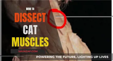 Dissecting Cat Muscles: A Step-by-Step Guide