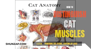 Understanding Feline Musculature: A Guide to Cat Muscles
