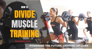 A Holistic Guide to Muscle Training and Division