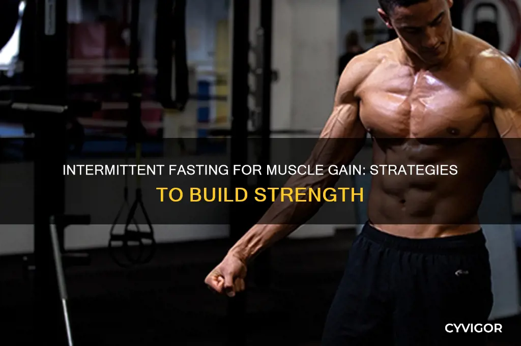 how to do intermittent fasting and gain muscle