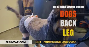 Treating Muscle Strains in Your Dog's Back Leg: A Comprehensive Guide