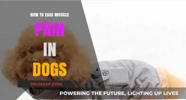 Effective Ways to Relieve and Manage Muscle Pain in Dogs