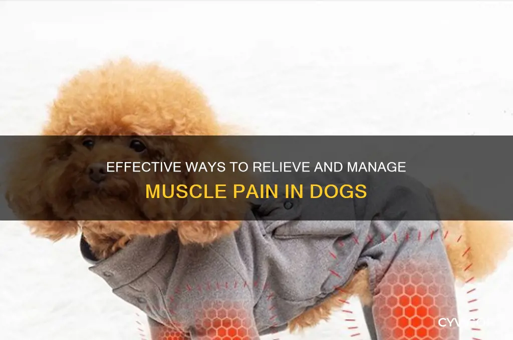 how to ease muscle pain in dogs
