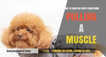 Soothing Your Dog's Pulled Muscle Pain: Gentle Relief Tips and Care