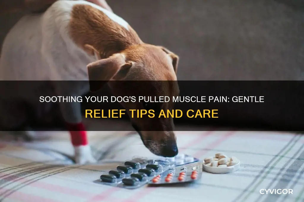how to ease my dog