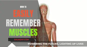Unlocking Muscle Memory: Easy Techniques to Remember Muscles