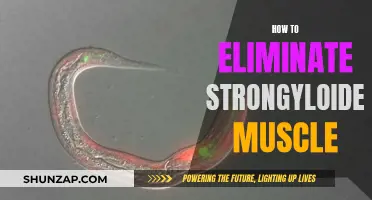 Strongyloides: Eradicating the Muscle Parasite
