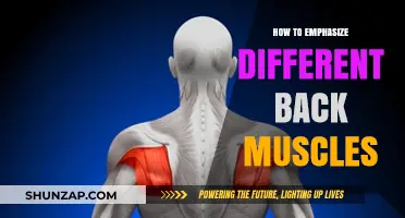 Sculpt Your Back: A Guide to Targeting Different Muscle Groups