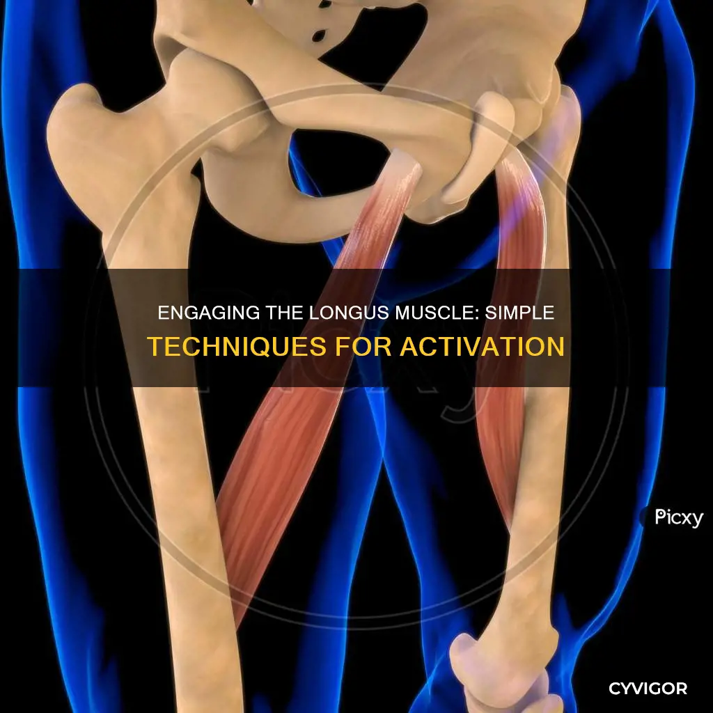 how to engage longus muscle