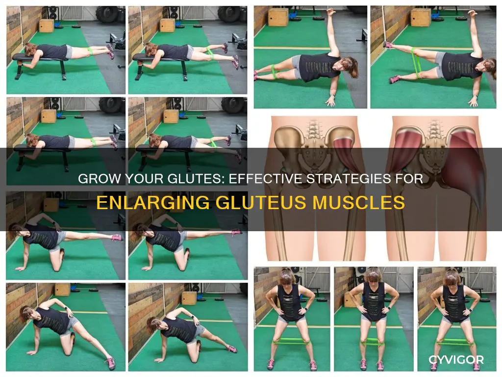 how to enlarge gluteus muscles