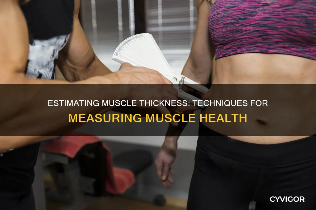 how to estimate muscle thickness