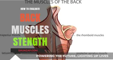 Assessing Back Muscle Strength: A Comprehensive Guide