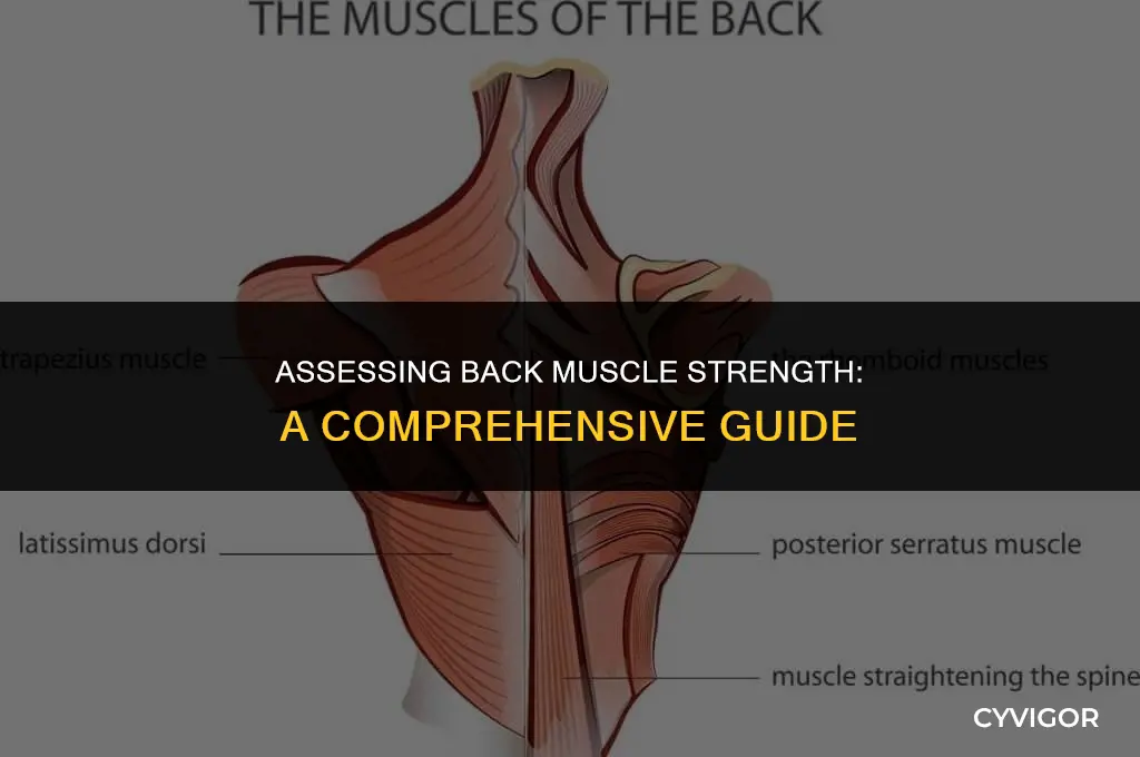 how to evaluate back muscles stength