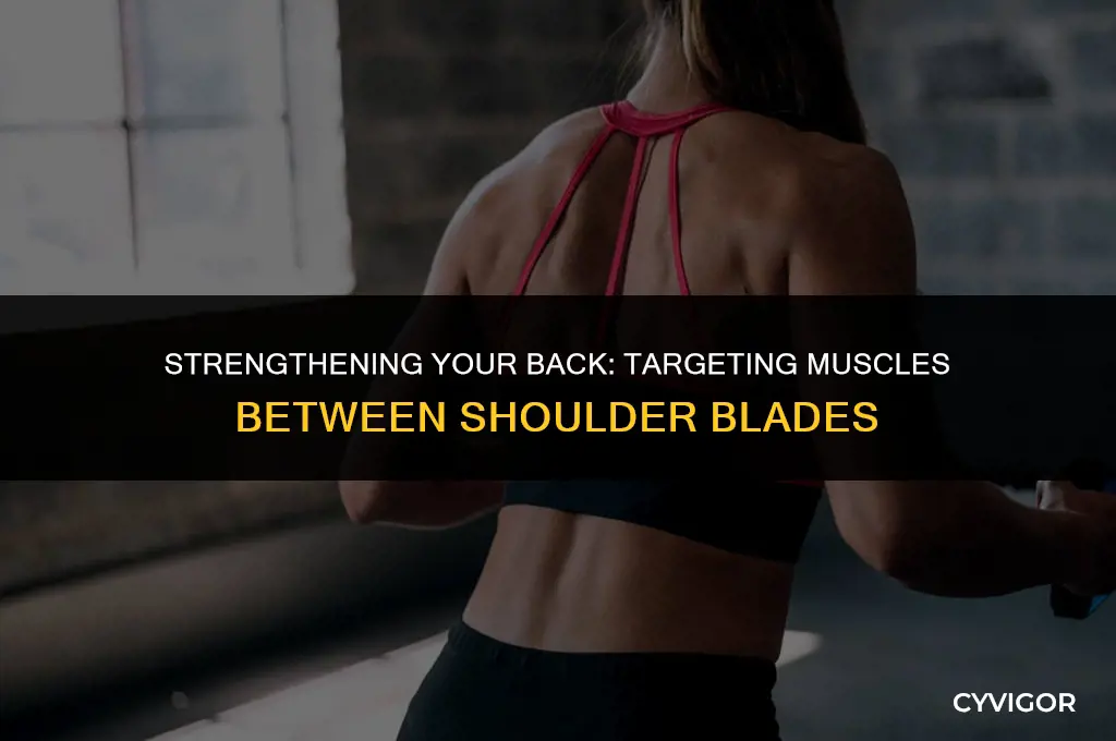 how to exercise back muscles between shoulderblades