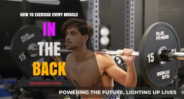Comprehensive Back Workout: Engaging Every Muscle for Strength and Flexibility