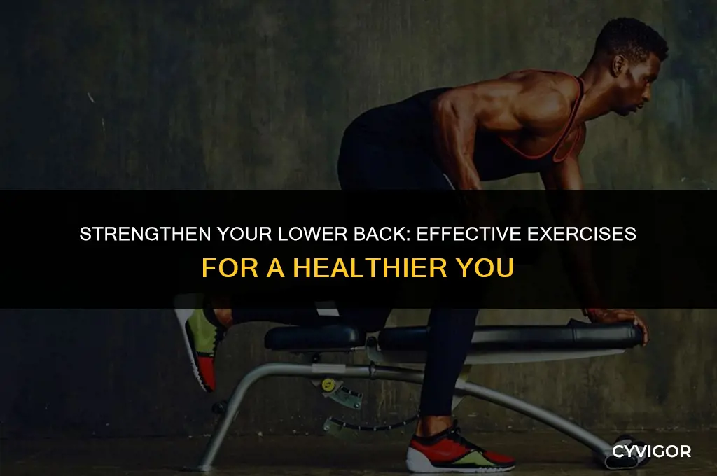 how to exercise lover back muscles