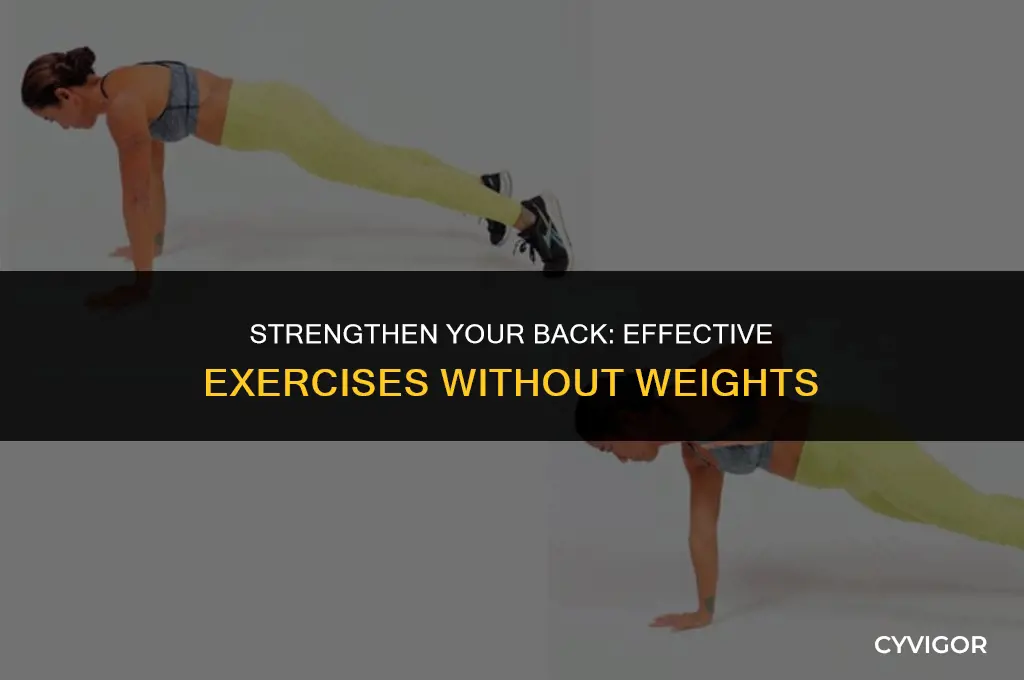 how to exercise your back muscles without weights