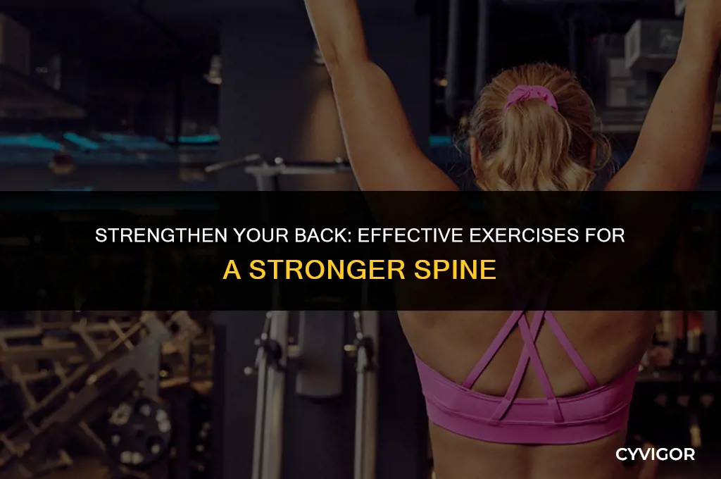 how to exercise your back muscles