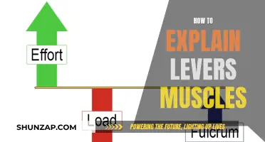 Understanding Levers: Muscle Mechanics Simplified