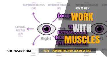 Understanding Eye Muscles: How They Control Vision and Movement