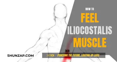 Engaging the Iliocostalis: Techniques to Feel This Muscle