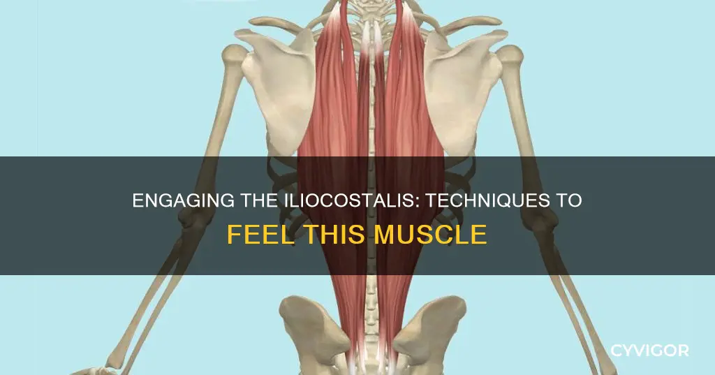 how to feel iliocostalis muscle
