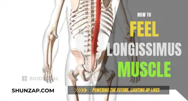 Unlocking the Longissimus Muscle: Techniques for Mindful Awareness