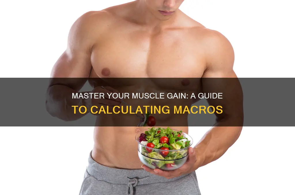 how to figure out your macros for muscle gain