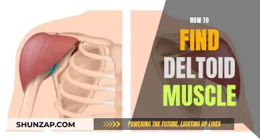 Discovering the Deltoid Muscle: A Guide to Finding and Training