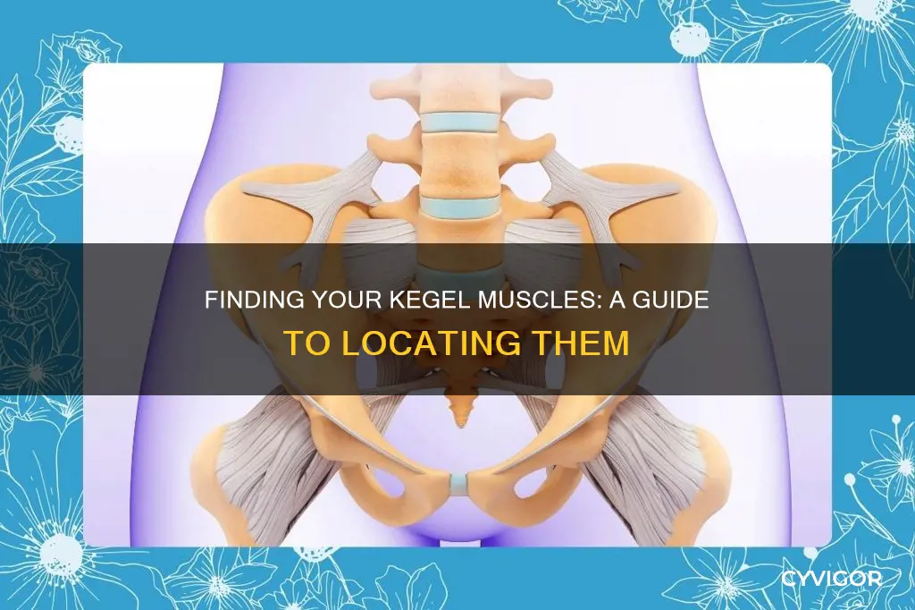 how to find kegel muscles