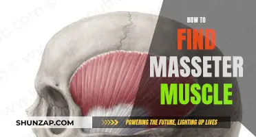 Finding the Masseter Muscle: A Guide to Facial Anatomy