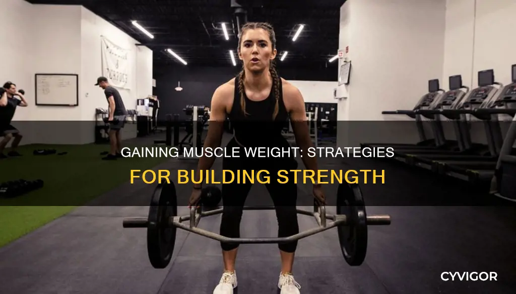 how to find muscle weight
