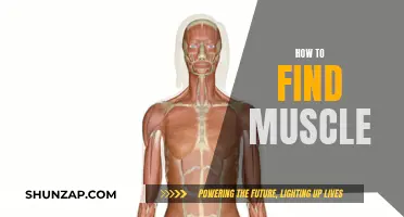 Building Muscle: Strategies for Strength and Growth