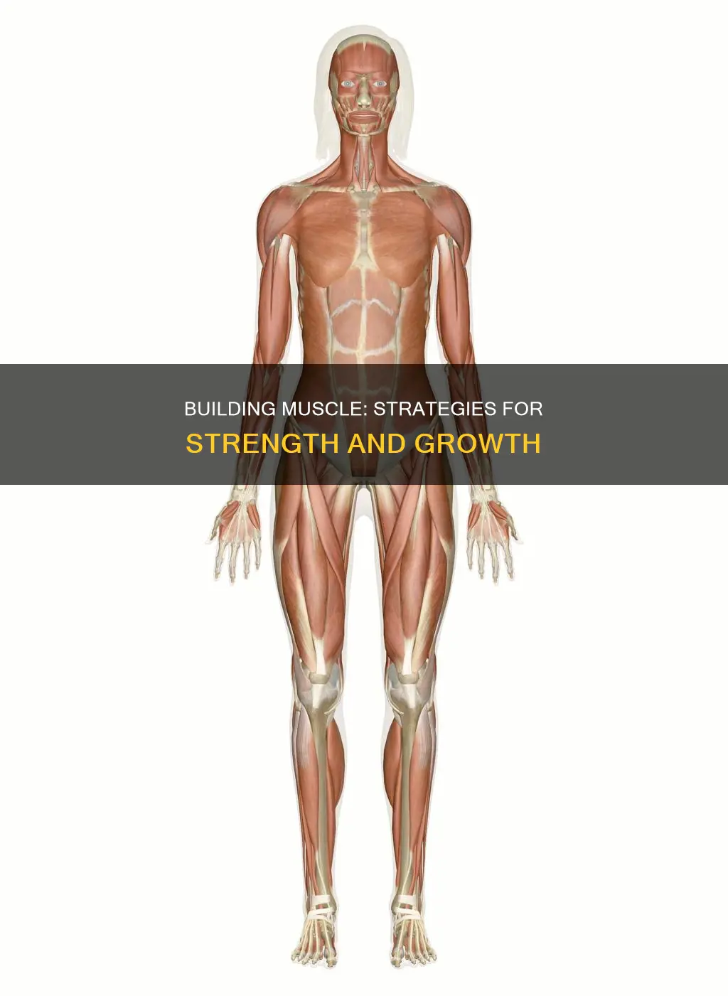 how to find muscle