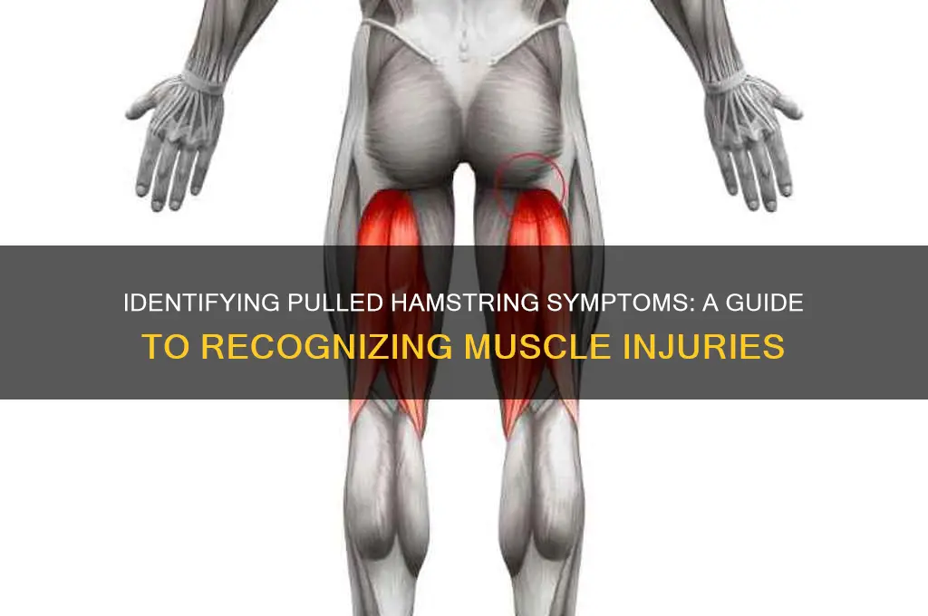 how to find out you pulled hamstring muscles
