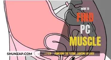 Finding the PC Muscle: A Guide to Locating This Important Muscle