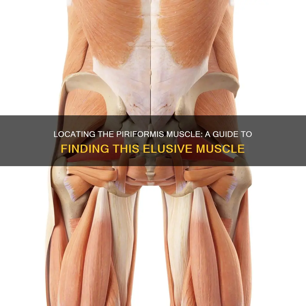 how to find piriformis muscle