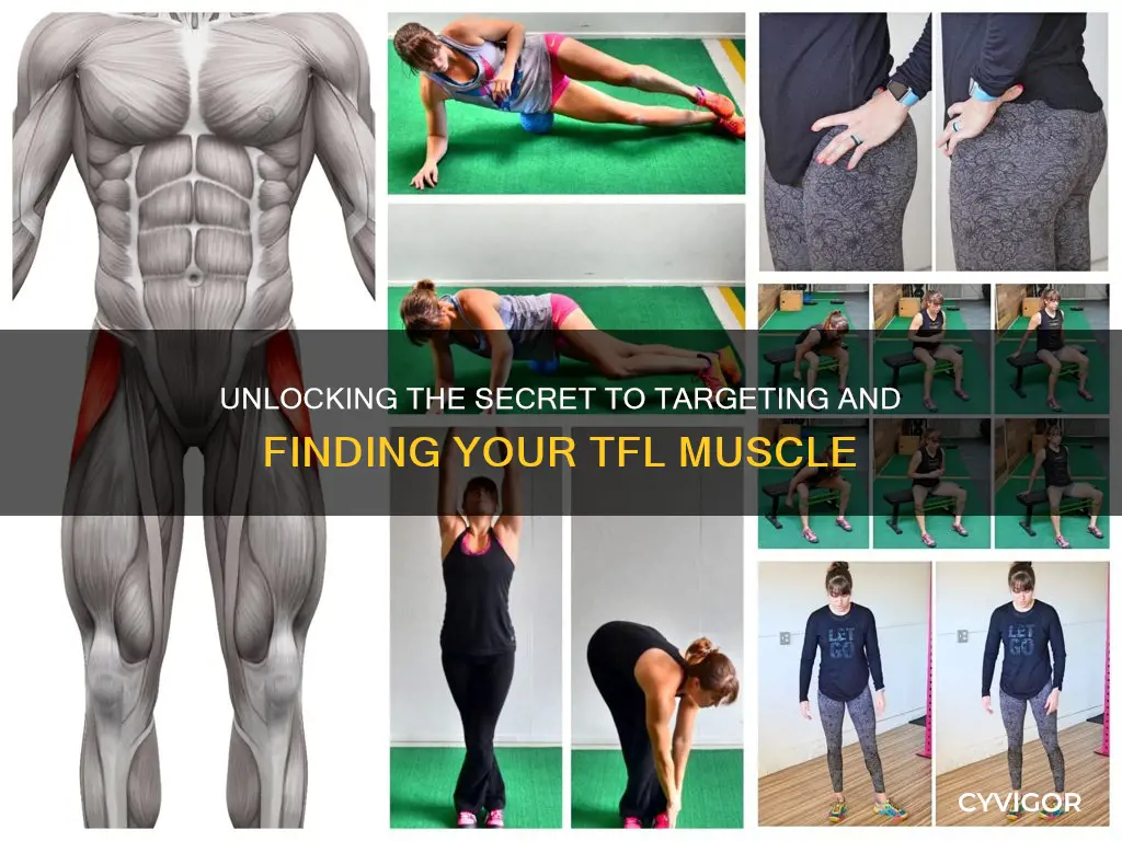 how to find tfl muscle