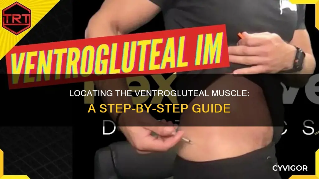 Locating The Ventrogluteal Muscle: A Step-By-Step Guide | CyVigor