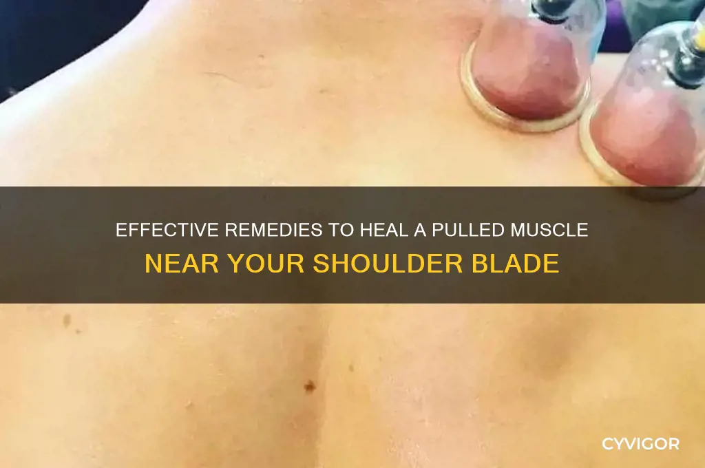 how to fix a pulled muscle in shoulder blade