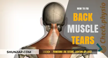 Effective Ways to Heal and Prevent Back Muscle Tears