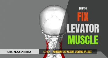 Fixing Your Levator Muscle: Techniques for Relief and Recovery