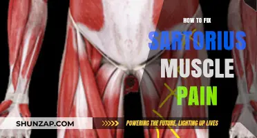 Effective Strategies to Relieve Sartorius Muscle Pain and Discomfort