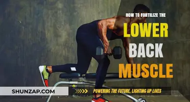 Strengthen Your Core: A Guide to Fortifying Lower Back Muscles
