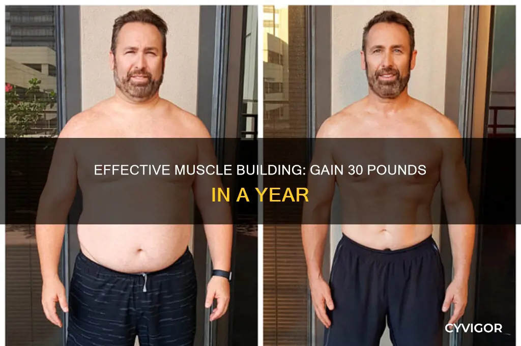 how to gain 30 lbs of muscle in a year