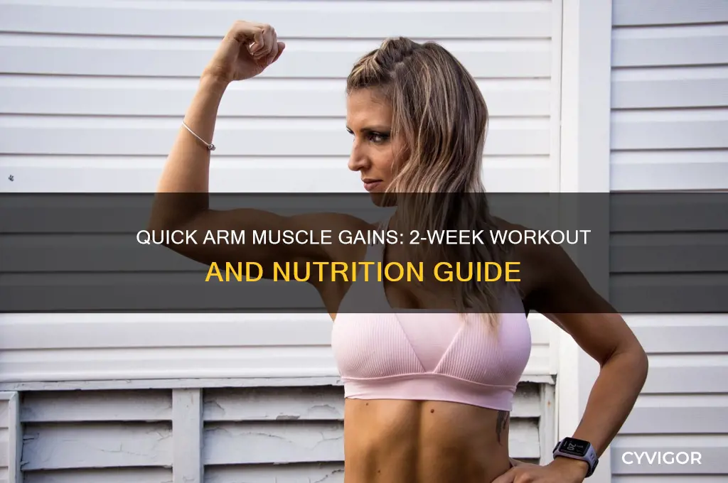 Quick Arm Muscle Gains 2 Week Workout And Nutrition Guide CyVigor quick-arm-muscle-gains-2-week-workout-and-nutrition-guide-cyvigor